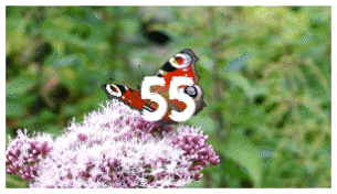 Brush Transitions - 55