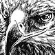 eagle art drawing