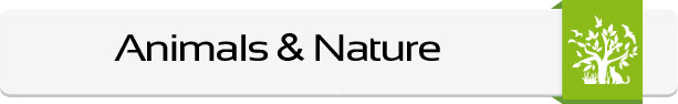 Animals-Nature-Main