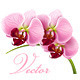 Orchid flower vector