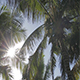 Sun in the Palm Tree - VideoHive Item for Sale