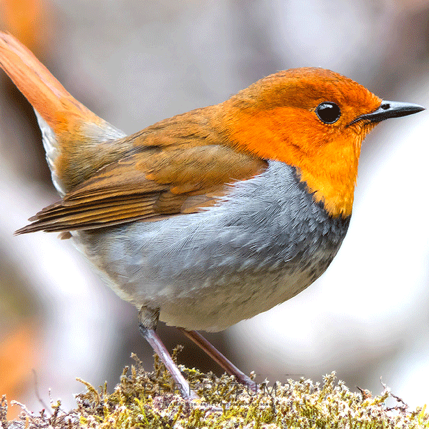 Watercolor Artist - Perfectum 2 - Photoshop Action - 4