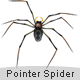 Pointer spider