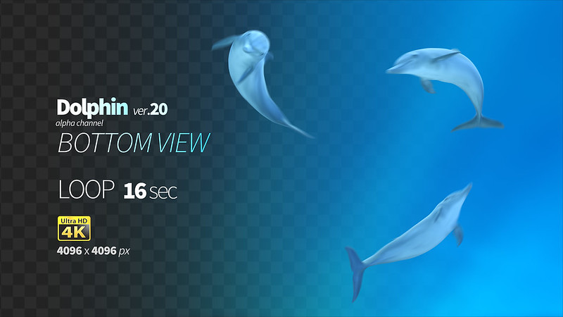 Dolphin By Cglight Videohive