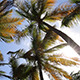 Sunbeams In The Palm Tree