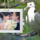Wedding Photo Gallery - Doves On Flowering Tree
