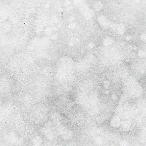 Animated Creative Portrait Reveal Action - 5