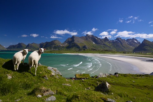 Sheep on Lofoten islands