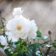 White Rose - VideoHive Item for Sale