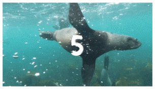 Brush Transitions - 5