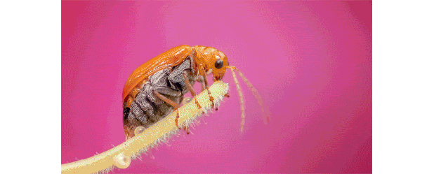 Shimmer Photoshop Action - 4