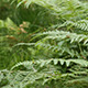 Ferns in the Forest