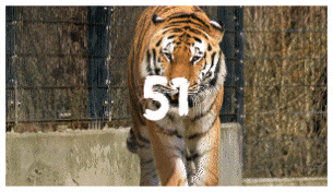 Brush Transitions - 51