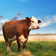 Brown cow in field - PhotoDune Item for Sale