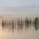 Reeds in morning - PhotoDune Item for Sale