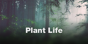 Plant Life