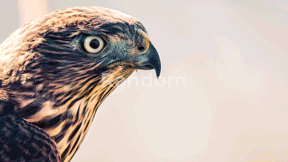 Graphics Pack: Transitions, Typography, Titles, Light Leaks, Color Presets, Sound FX - 27