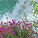 Flowers of the Waterfall