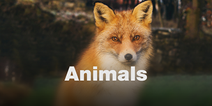 Animals