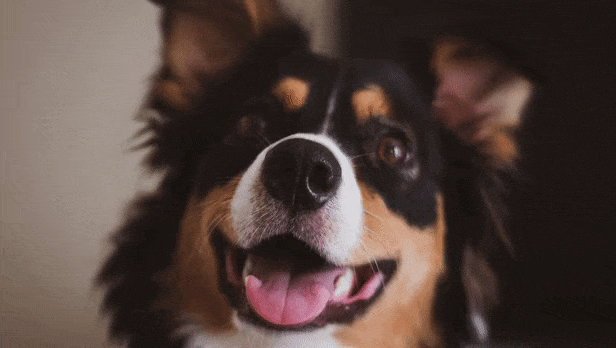 68747470733a2f2f692e6962622e636f2f336636376659462f646f672e676966