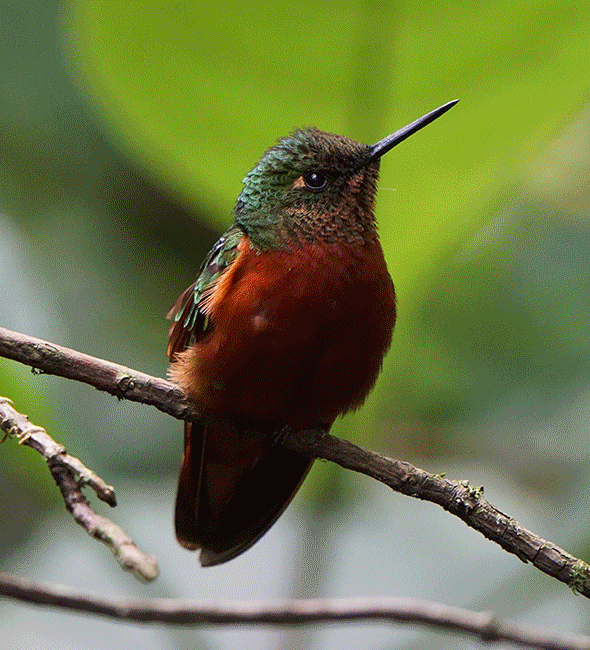 WO Watercolor Photoshop Action - 1