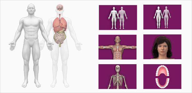 Interactive Human Anatomy Templates