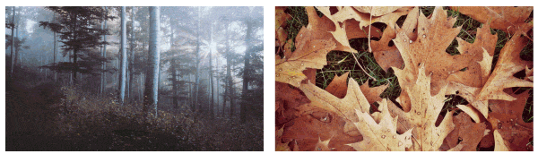 Transition Composer - 10