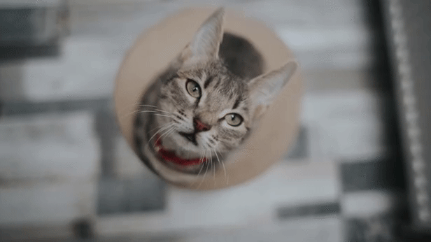 68747470733a2f2f692e6962622e636f2f7967443072564b2f6361742e676966