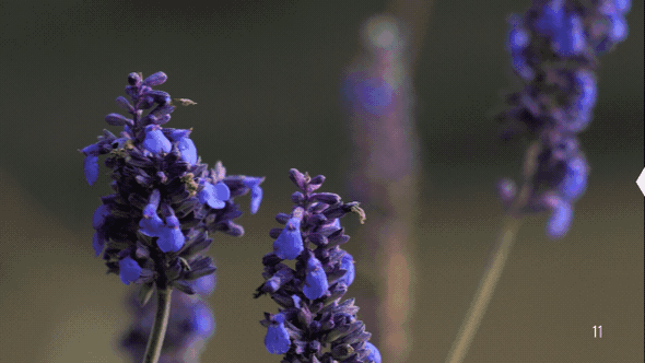 AE/PR模板-视频叠加镜头光晕炫光动画效果 Premium Overlays Light LeaksAE模板、PR模板