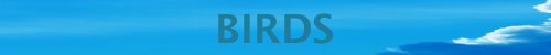 Birds-2