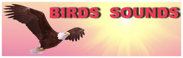 Birds-Sounds