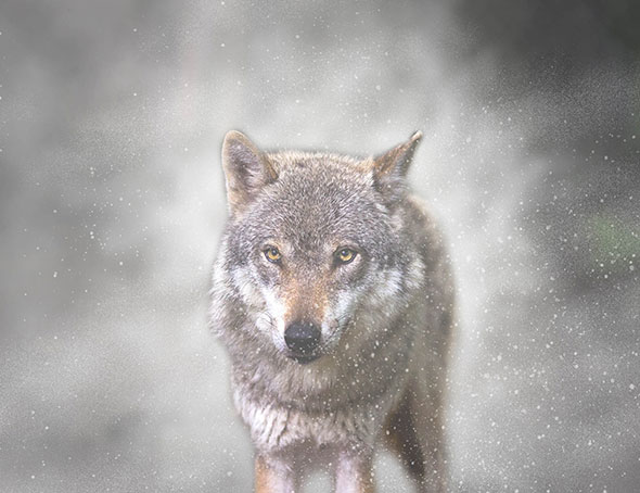 Gif Animated Snow Photoshop Action - 7