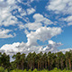 Clouds in Pine Forest