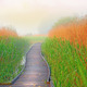 Boardwalk path in swamp - PhotoDune Item for Sale