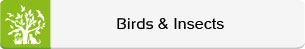 Animals-Nature-Birds-Inscets