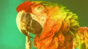 Video Library - Video Presets Package - 11